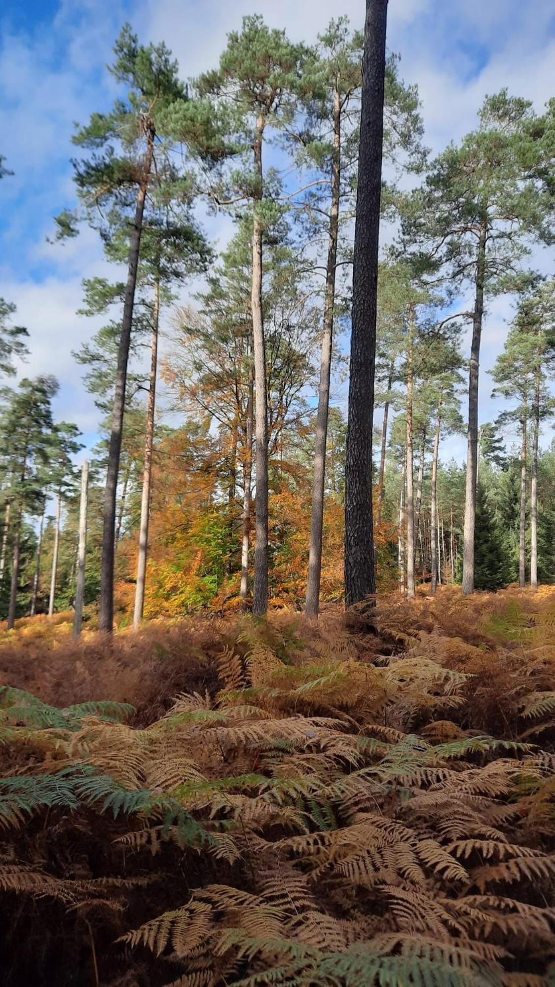 Au Coin Des Fagnes Daire Jalhay Dış mekan fotoğraf